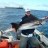 sailfish1